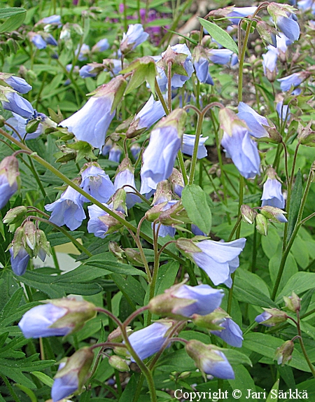 Polemonium reptans, niittysinilatva